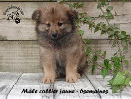Chiot mâle