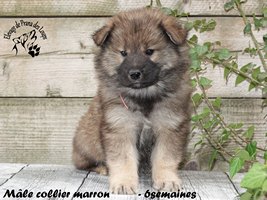 Chiot mâle