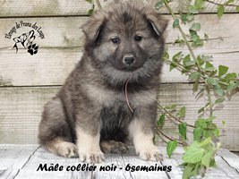 chiot eurasier