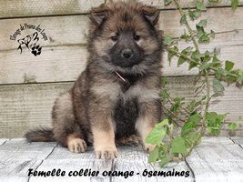 Chiot femelle