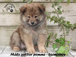 Chiot mâle