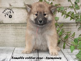 Chiot femelle