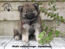 Chiot mâle