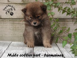Chiot mâle
