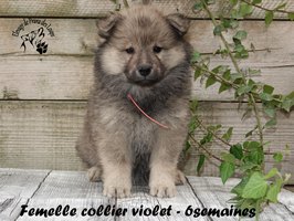 Chiot femelle