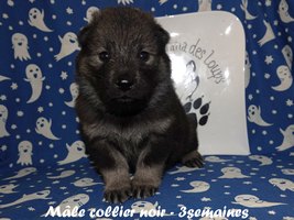chiot eurasier