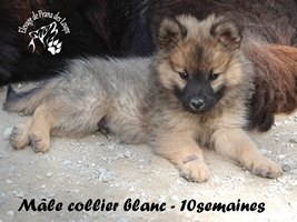 chiot eurasier