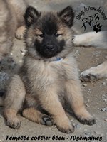 chiot eurasier
