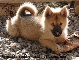 chiot eurasier