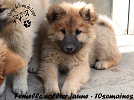 chiot eurasier