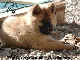 chiot eurasier
