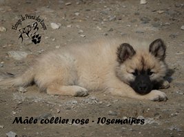 chiot eurasier