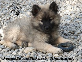 chiot eurasier