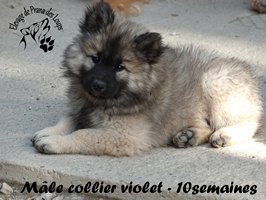 chiot eurasier