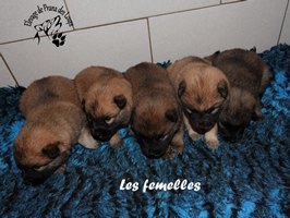 chiot eurasier