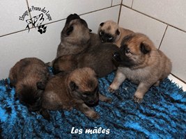 chiot eurasier