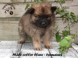 Chiot mâle