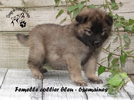 Chiot femelle