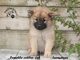 Chiot femelle