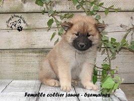 Chiot femelle