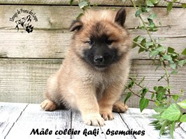 Chiot mâle