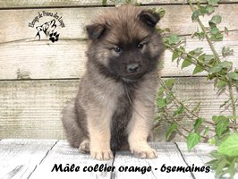 Chiot mâle