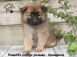 Chiot femelle