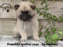 Chiot mâle
