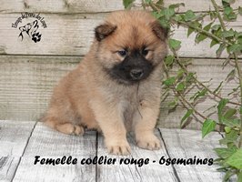 Chiot femelle