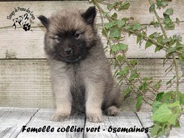 Chiot femelle