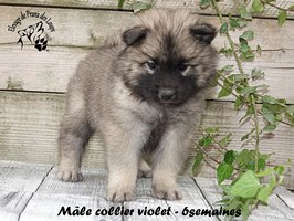 Chiot mâle