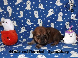 chiot eurasier