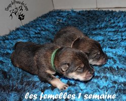 chiot eurasier