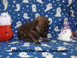 chiot eurasier