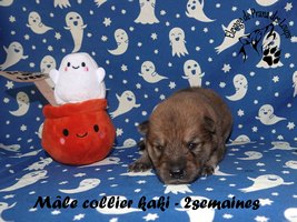 chiot eurasier