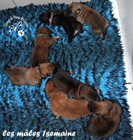 chiot eurasier