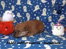 chiot eurasier
