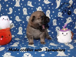 chiot eurasier