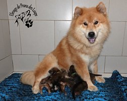 chiot eurasier