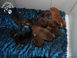 chiot eurasier