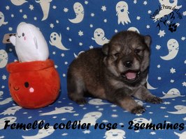 chiot eurasier