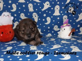 chiot eurasier