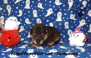 chiot eurasier