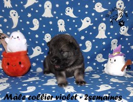 chiot eurasier