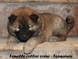 chiot eurasier
