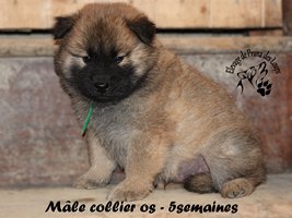 chiot eurasier