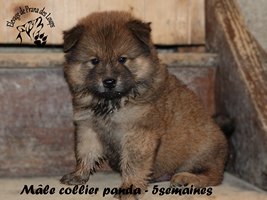 chiot eurasier