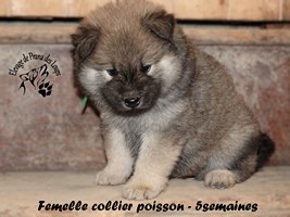 chiot eurasier