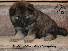 chiot eurasier