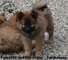 Chiot femelle